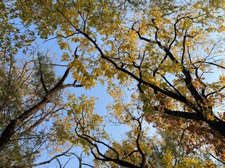 tree canopy in autumn