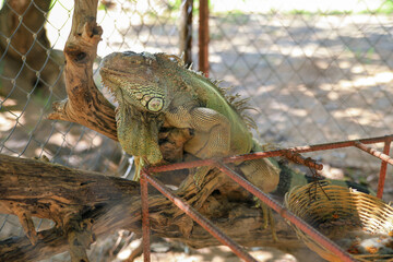 Iguana brown and green colour sleeps on a branch in a zoo cage.