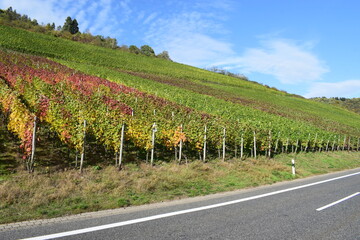bunte Weinberge über Klotten an der Mosel