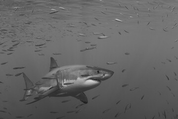 Curious great white shark © Xavier