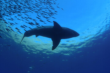 Great white shark in a school of fish