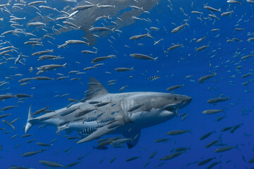 Great white shark in a school of fish