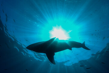 Great white shark in the sunlight