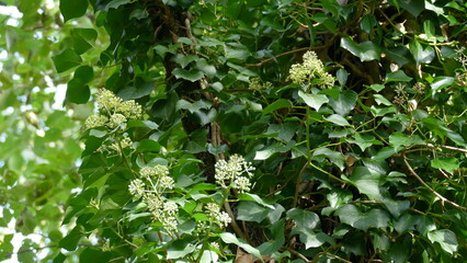 Flowers and plants among the vegetation of the forest