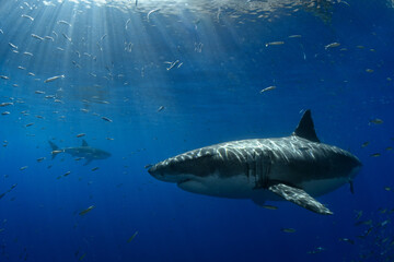 Two great white sharks at Guadalupe Island