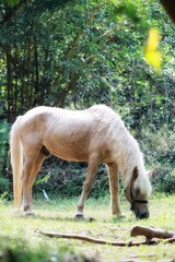 Horse in the woods. State Of Goa. India. November 2020