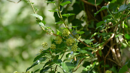 Flowers and plants among the vegetation of the forest