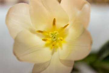 Naklejka na ściany i meble Flower and tulip structure close-up