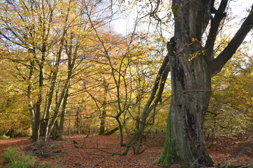 Old tree in autumn forest