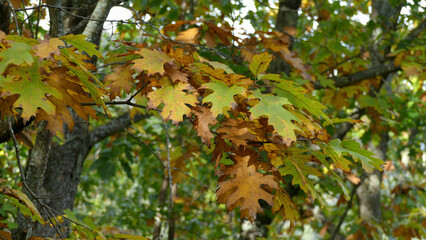 Branches of trees with dry leaves in autumn among the vegetation of the forest