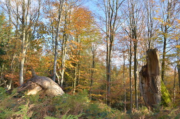 Sunny autumn forest in all its beauty