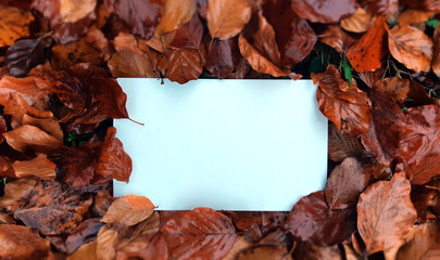 Autumn leaves blank page