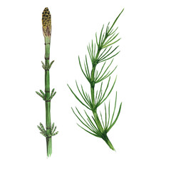Two Horsetail field branch isolated on white background. Watercolor hand drawn illustration Equisetum. Perfect for medical and cosmetic herb design. - obrazy, fototapety, plakaty
