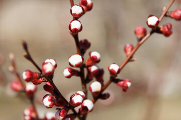 Fototapeta na wymiar Beautiful spring blooming cherry tree, white flowers