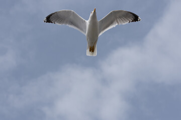 Bottom view of the flying seagull.