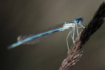A blue dragonfly sits on a spikelet.