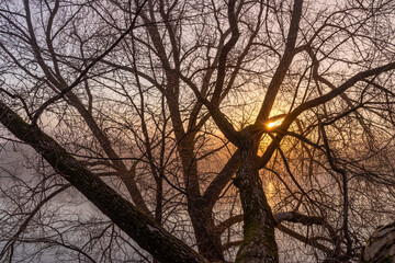 fog on the river