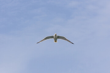 Fototapeta na wymiar Seagull soaring in the sky