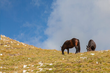 Alpine horses on a high-altitude pasture in the Dolomites, Italy