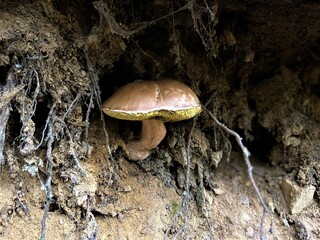 mushrooms on a tree