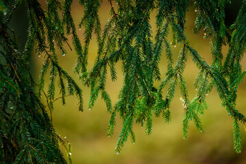 Spruce tree needles with rains drops.
