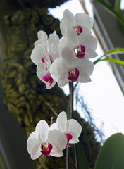 Tropical orchids. Cymbidium white and purple flowers blooming in the greenhouse.	