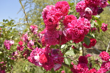 Bright shrub of pink rococo roses in the middle of spring in different stages of flowering - Rosa polyantha