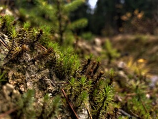 close up of pine cone