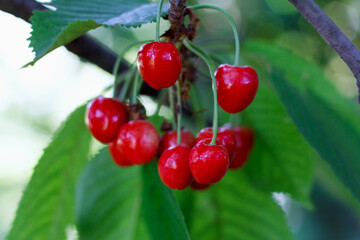 Berries cherries on a branch in an orchard