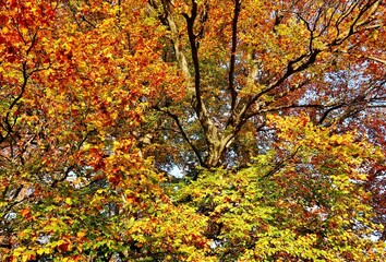 Herbstlich bunter Baum