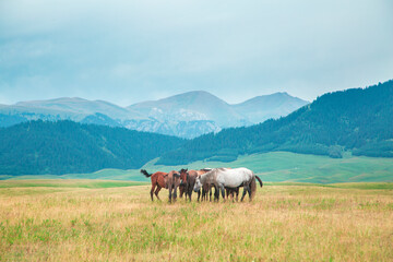 Fototapeta na wymiar Herd of horses in the mountains of Kazakhstan