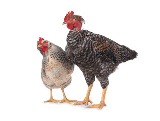 Hen and rooster isolated on white background.
