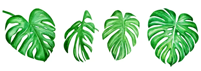 Papier Peint photo Monstera set of tropical leaves. watercolor illustration