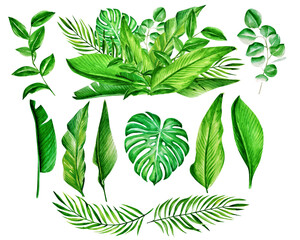 set of tropical leaves. watercolor illustration
