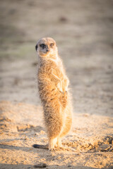 Meerkat Standing Up Looking Around In Sand