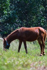 Naklejka premium Horse in the woods. State Of Goa. India. November 2020