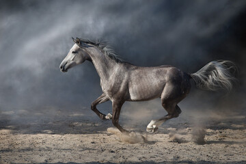 Grey arabian horse run free on desert dust