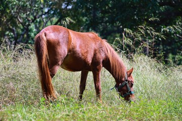 Naklejka premium Horse in the woods. State Of Goa. India. November 2020