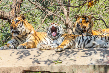 Fototapeta na wymiar A young Tiger cub yawning, Indian Tiger family sitting on rooftop in jungle and looking for hunt or prey,Indian national animal Tiger Family in zoo park background Image 