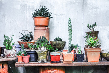 Collection of rare cactus in pot for sell and decorate for background