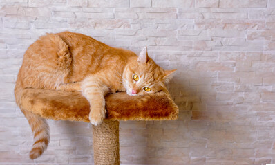 Sad red ginger cat lying looking into the void of a house on a scratching post.