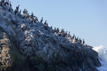 Colony of shags (Phalacrocorax aristotelis) on a rock in Gjesvaer islands, Norway