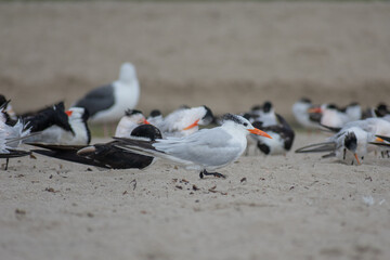 Tern and Black Skimmer