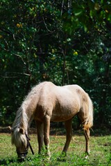 Obraz na płótnie Canvas Horse in the woods. State Of Goa. India. November 2020