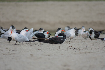 Tern and Black Skimmer