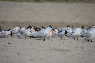 Tern and Black Skimmer