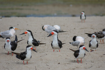 Tern and Black Skimmer