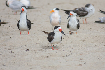 Tern and Black Skimmer
