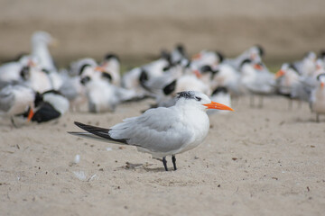 Tern and Black Skimmer