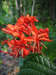 red and yellow flowers
